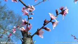 高清桃花