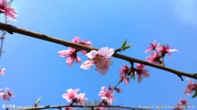 高清桃花
