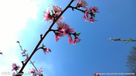 高清桃花