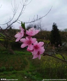 桃花