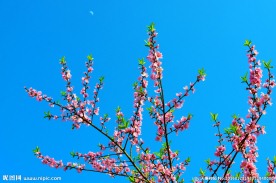 高山桃花 蓝天月亮