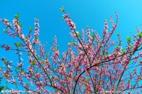 高山桃花 蓝天月亮