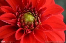 花蕊