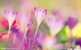 小花