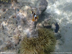 长滩岛海底世界