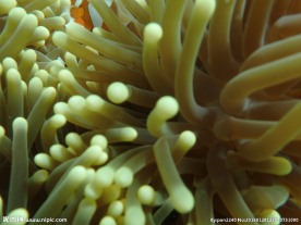 长滩岛海底世界