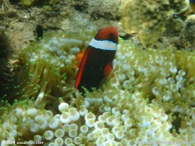 长滩岛海底世界