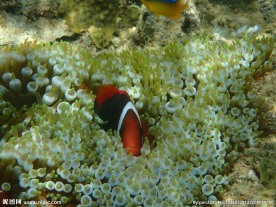 长滩岛海底世界