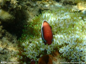 长滩岛海底世界