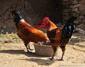 公鸡