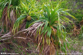 海洋植物 野菠萝