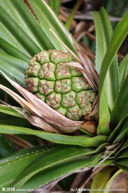 海洋植物 野菠萝