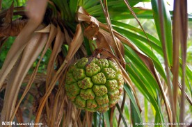 海洋植物 野菠萝