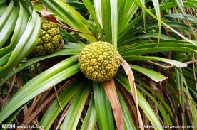 海洋风光 野菠萝