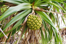 海洋风光 野菠萝