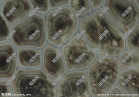 生命起源高清石材