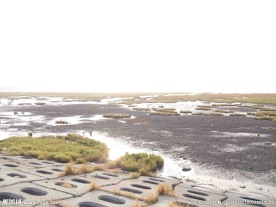 早晨高美湿地