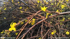 迎春花开