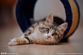 可爱小猫