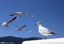 云南昆明滇池红嘴鸥