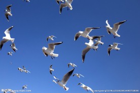 云南昆明滇池红嘴鸥