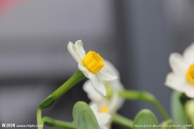 水仙花