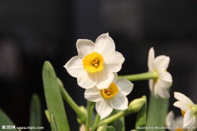 水仙花