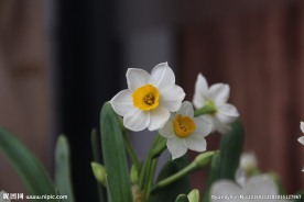 水仙花