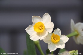 水仙花