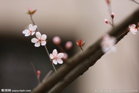 紫叶李