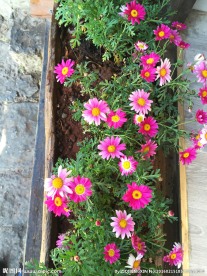 小花