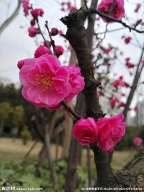 盛开的梅花