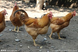鸡群