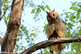 长耳鸮鸟