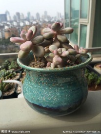 多肉植物桃美人