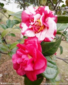两朵茶花