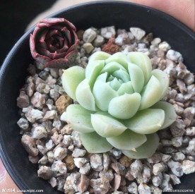 多肉植物冰莓