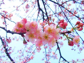 樱花