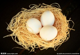 蛋巢