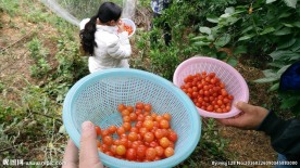 两篮樱桃