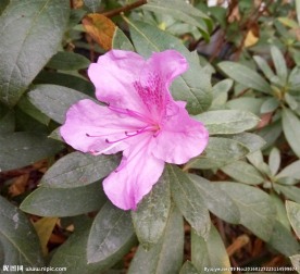 粉色杜鹃花
