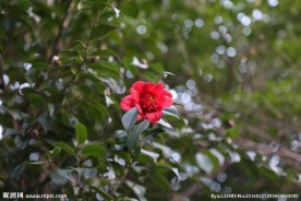 茶花