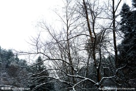 山林雪地