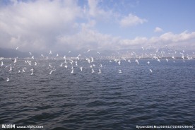 云南昆明滇池红嘴鸥