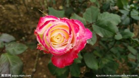 渐变玫瑰花