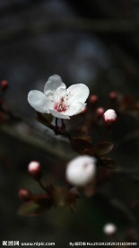 山樱花