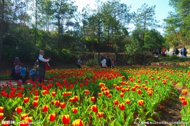 郁金香花田