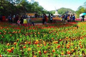 郁金香花田
