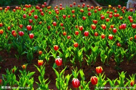 郁金香花田