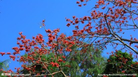 木棉花